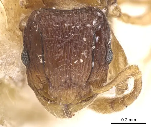 Tetramorium degener specimen