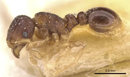 Tetramorium degener specimen