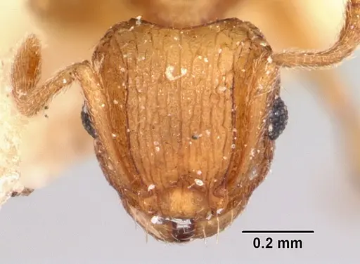 Tetramorium delagoense specimen