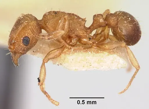 Tetramorium delagoense specimen