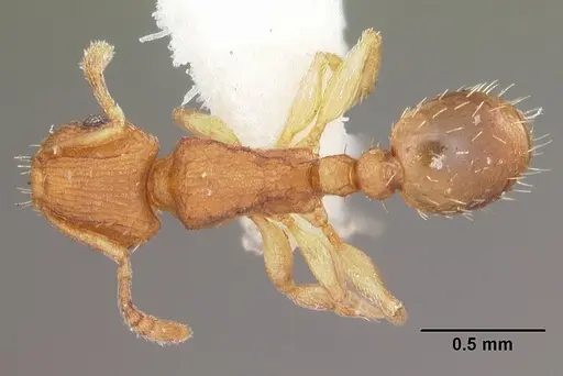 Tetramorium delagoense - CASENT0102389