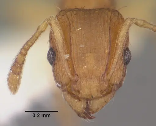 Tetramorium delagoense - CASENT0102389