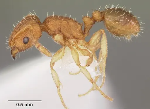Tetramorium delagoense - CASENT0102389