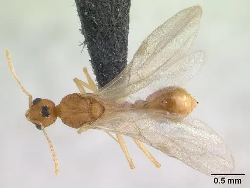 Tetramorium delagoense - CASENT0133116