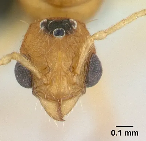 Tetramorium delagoense - CASENT0133116