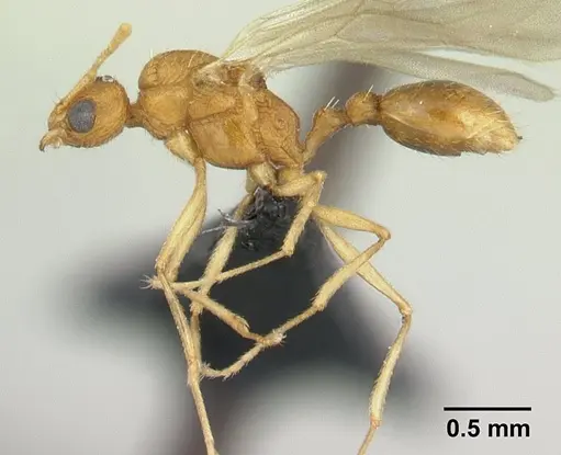 Tetramorium delagoense - CASENT0133116