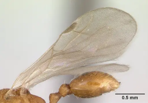 Tetramorium delagoense - CASENT0133116