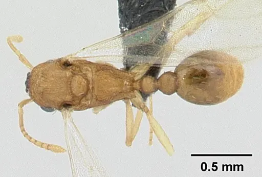 Tetramorium delagoense - CASENT0133331