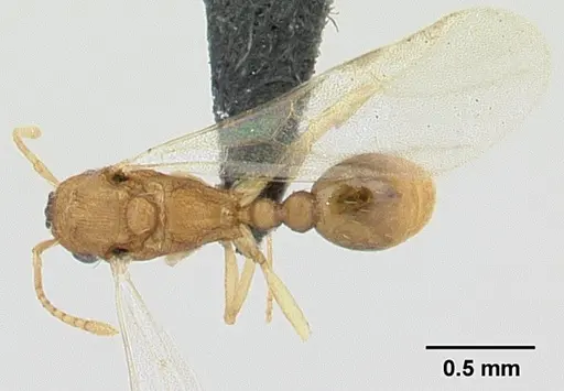 Tetramorium delagoense - CASENT0133331