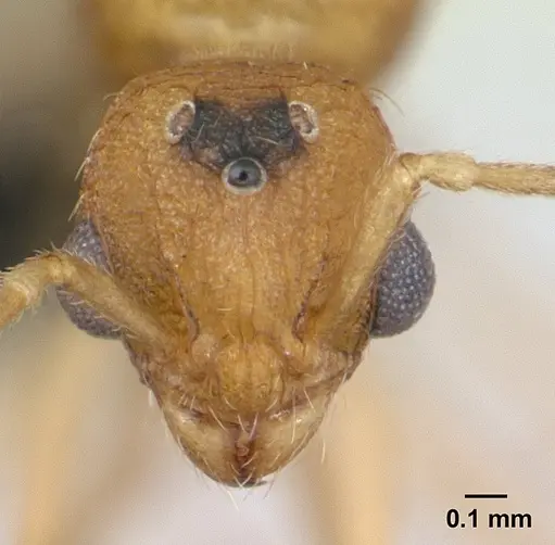 Tetramorium delagoense - CASENT0133331