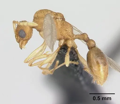 Tetramorium delagoense - CASENT0133331