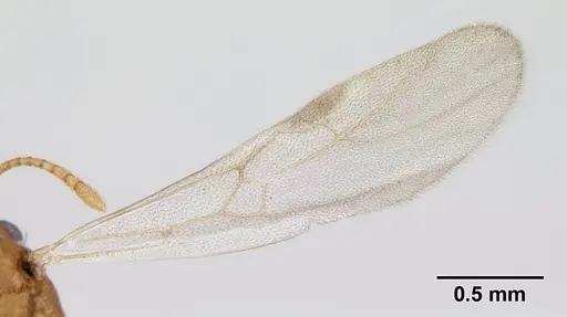 Tetramorium delagoense - CASENT0133331