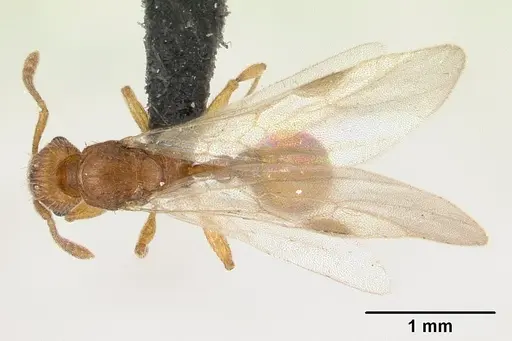 Tetramorium delagoense - CASENT0133416