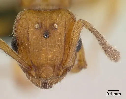 Tetramorium delagoense - CASENT0133416