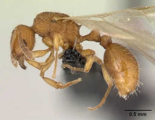 Tetramorium delagoense - CASENT0133416