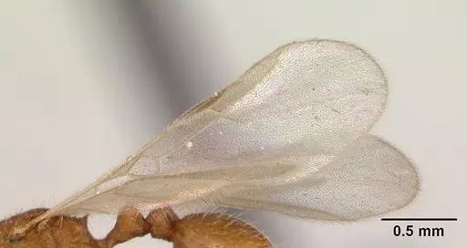 Tetramorium delagoense - CASENT0133416