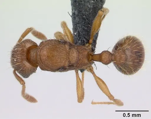 Tetramorium delagoense - CASENT0133479
