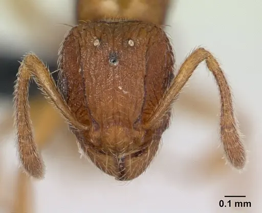 Tetramorium delagoense - CASENT0133479