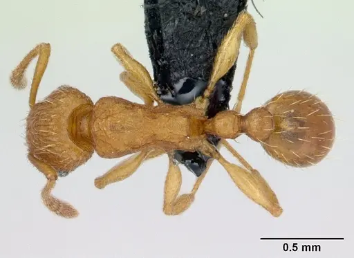 Tetramorium delagoense - CASENT0133518