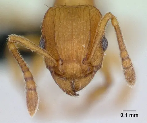 Tetramorium delagoense - CASENT0133518