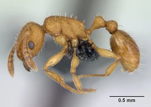 Tetramorium delagoense - CASENT0133518