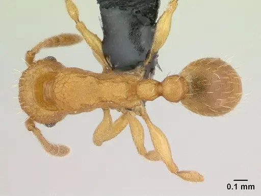 Tetramorium delagoense - CASENT0134755