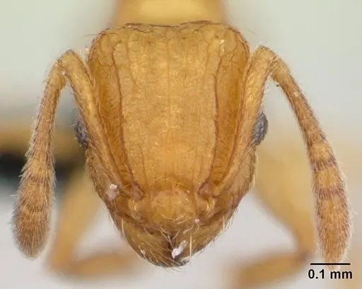 Tetramorium delagoense - CASENT0134755