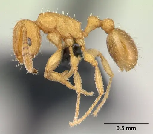Tetramorium delagoense - CASENT0134755