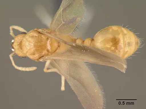 Tetramorium delagoense - CASENT0144851