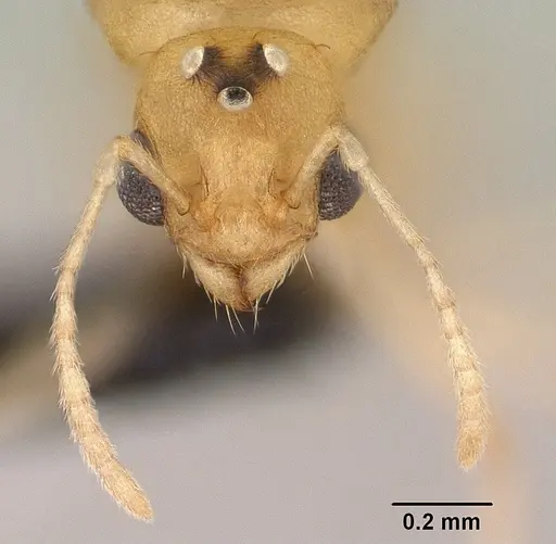 Tetramorium delagoense - CASENT0144851