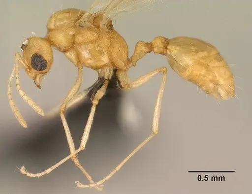 Tetramorium delagoense - CASENT0144851