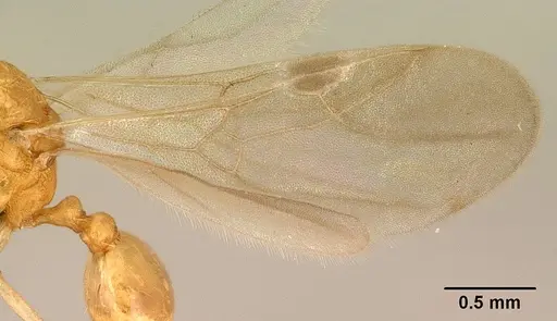 Tetramorium delagoense - CASENT0144851