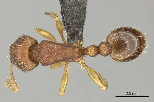 Tetramorium delagoense - CASENT0249017