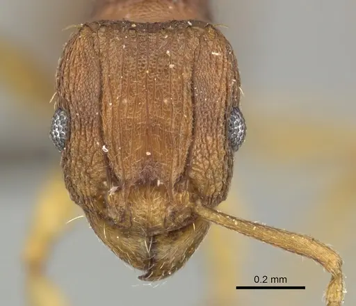 Tetramorium delagoense - CASENT0249017