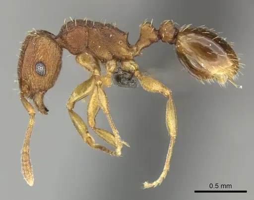 Tetramorium delagoense - CASENT0249017