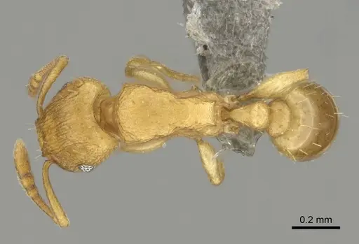 Tetramorium delagoense - CASENT0255101