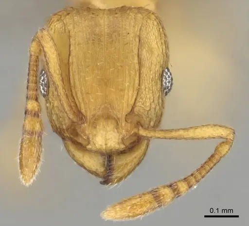 Tetramorium delagoense - CASENT0255101