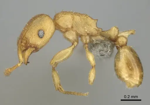 Tetramorium delagoense - CASENT0255101