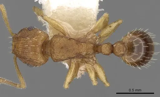 Tetramorium delagoense - CASENT0280856