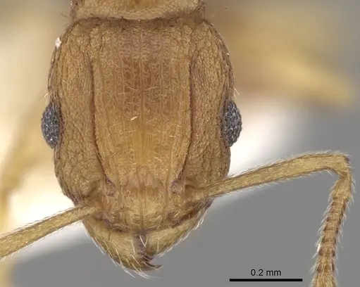 Tetramorium delagoense - CASENT0280856