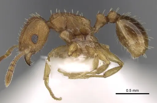 Tetramorium delagoense - CASENT0280856