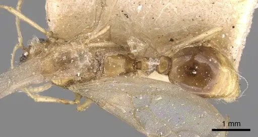 Tetramorium delagoense - CASENT0906129