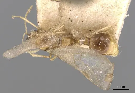 Tetramorium delagoense - CASENT0906129