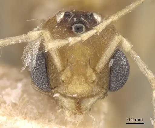Tetramorium delagoense - CASENT0906129