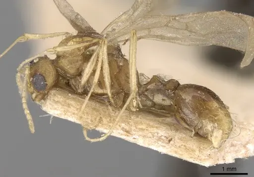 Tetramorium delagoense - CASENT0906129