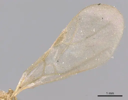 Tetramorium delagoense - CASENT0906129