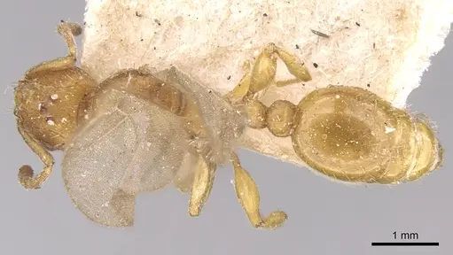 Tetramorium delagoense - CASENT0906130
