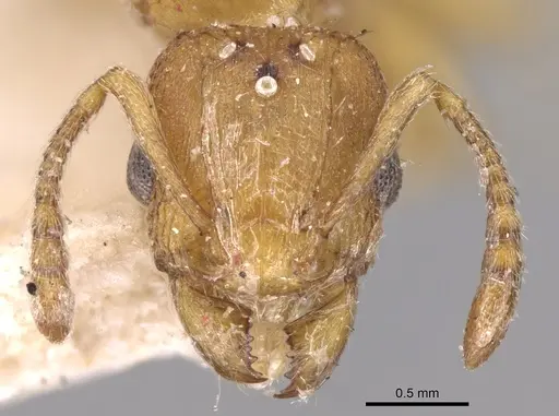 Tetramorium delagoense - CASENT0906130