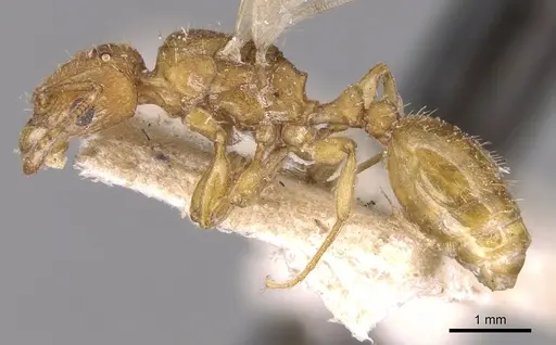 Tetramorium delagoense - CASENT0906130