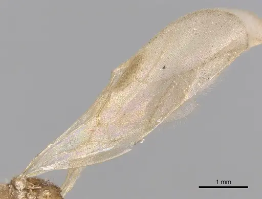 Tetramorium delagoense - CASENT0906130